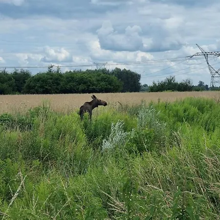 Pole Namiotowe Chester's Field It's Genius! Kampinos