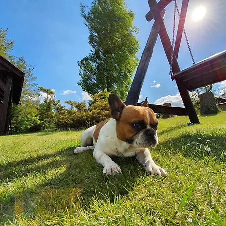 Pole Namiotowe Chester's Field It's Genius! Hotel *