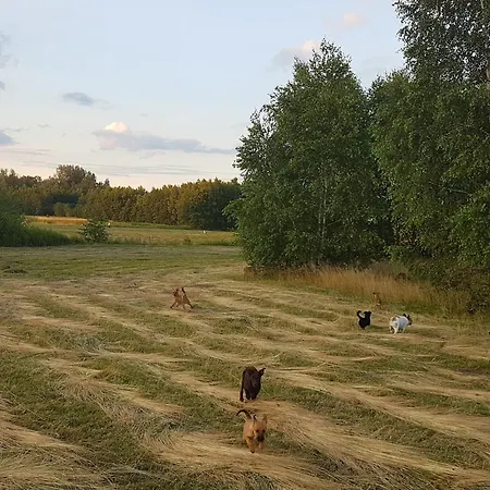 Pole Namiotowe Chester's Field It's Genius! Hotel Kampinos