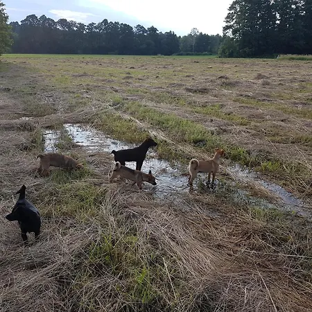 Pole Namiotowe Chester's Field It's Genius! Kampinos