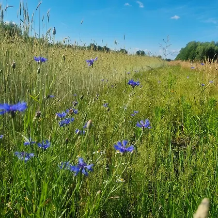 Pole Namiotowe Chester's Field It's Genius!