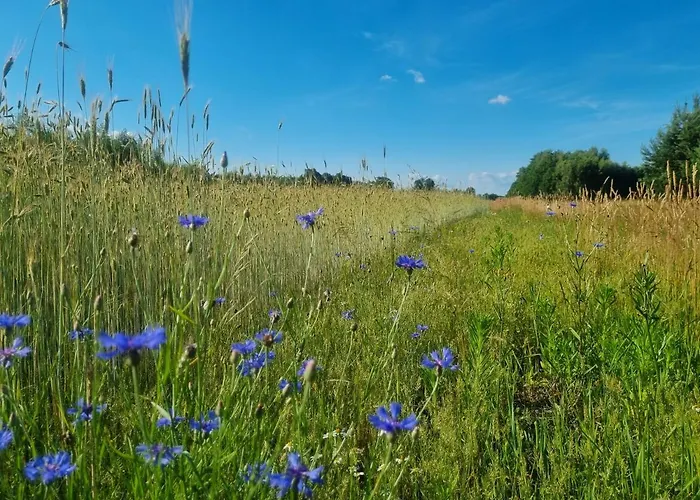 Hotel Pole Namiotowe Chester's Field It's Genius!