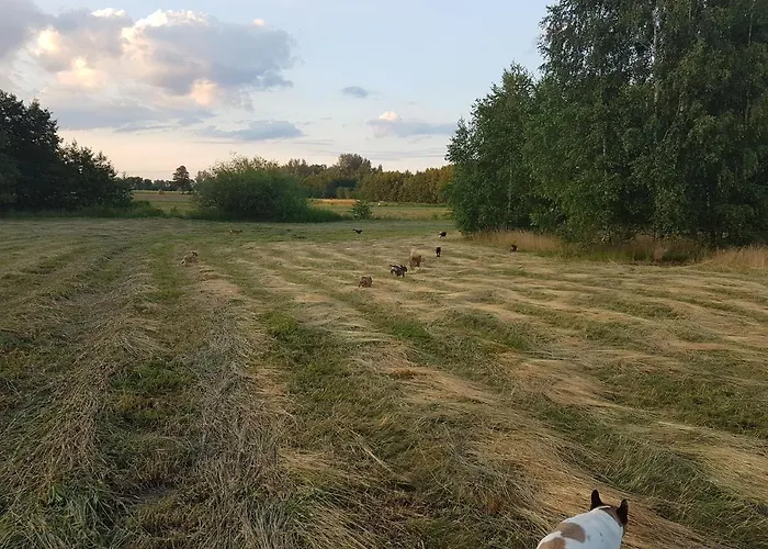 Hotel Pole Namiotowe Chester's Field It's Genius! Kampinos