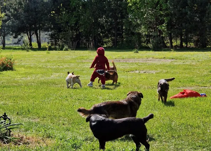 Pole Namiotowe Chester's Field It's Genius! Hotel