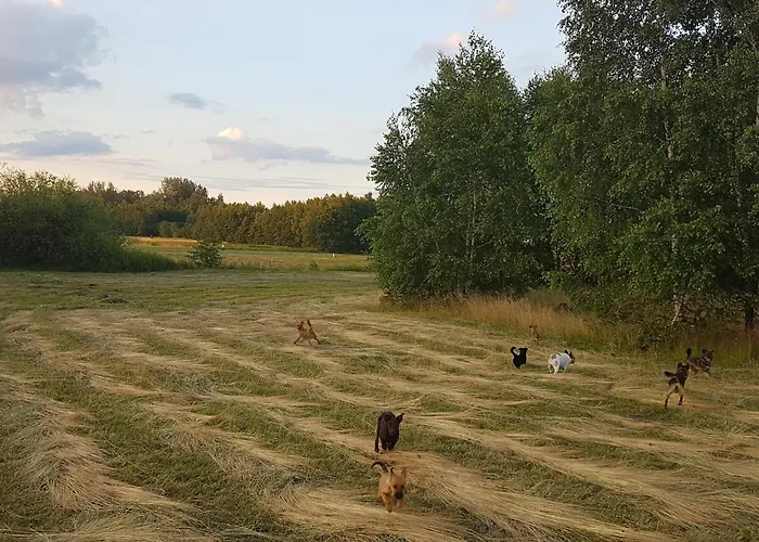 Pole Namiotowe Chester's Field It's Genius! Hotel Kampinos