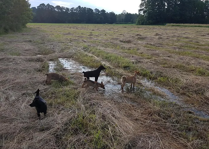 Pole Namiotowe Chester's Field It's Genius! Kampinos