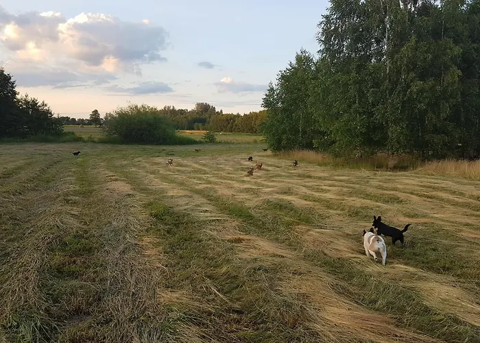 Pole Namiotowe Chester's Field It's Genius! Hotel