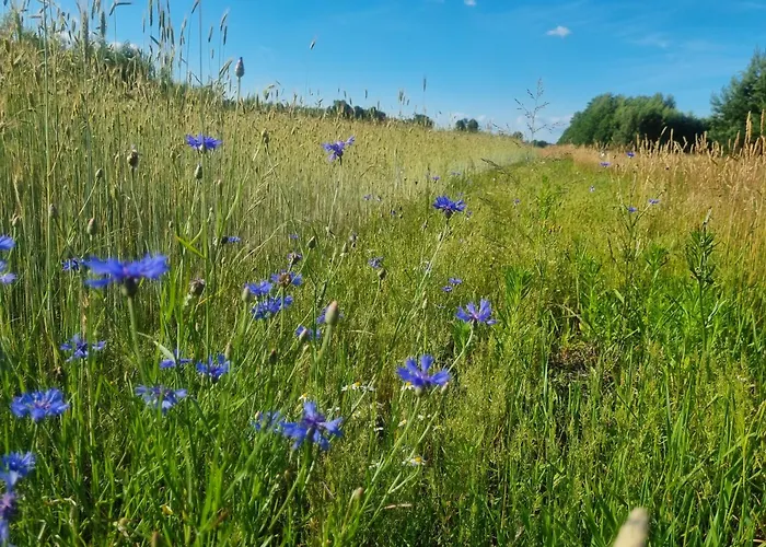 Pole Namiotowe Chester's Field It's Genius!